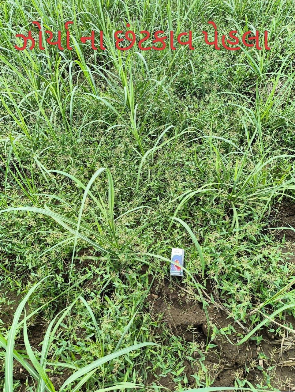 Zorya Mesotrione 40%w/w(48% w/v) Sc - Image 2