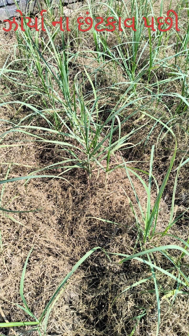 Zorya Mesotrione 40%w/w(48% w/v) Sc - Image 3