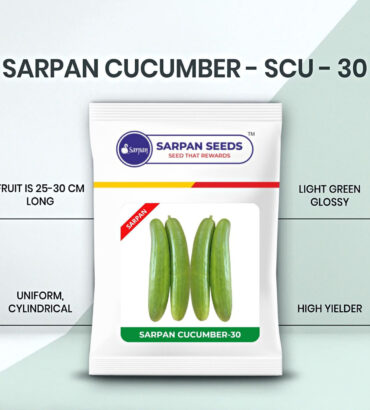 SCU CUCUMBER- 30 50GM